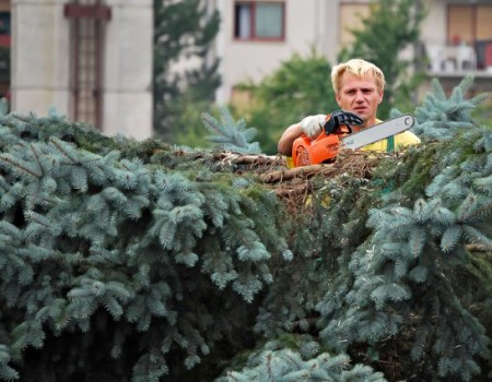 tree removal in houston