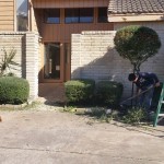 Houston Texas tree triming